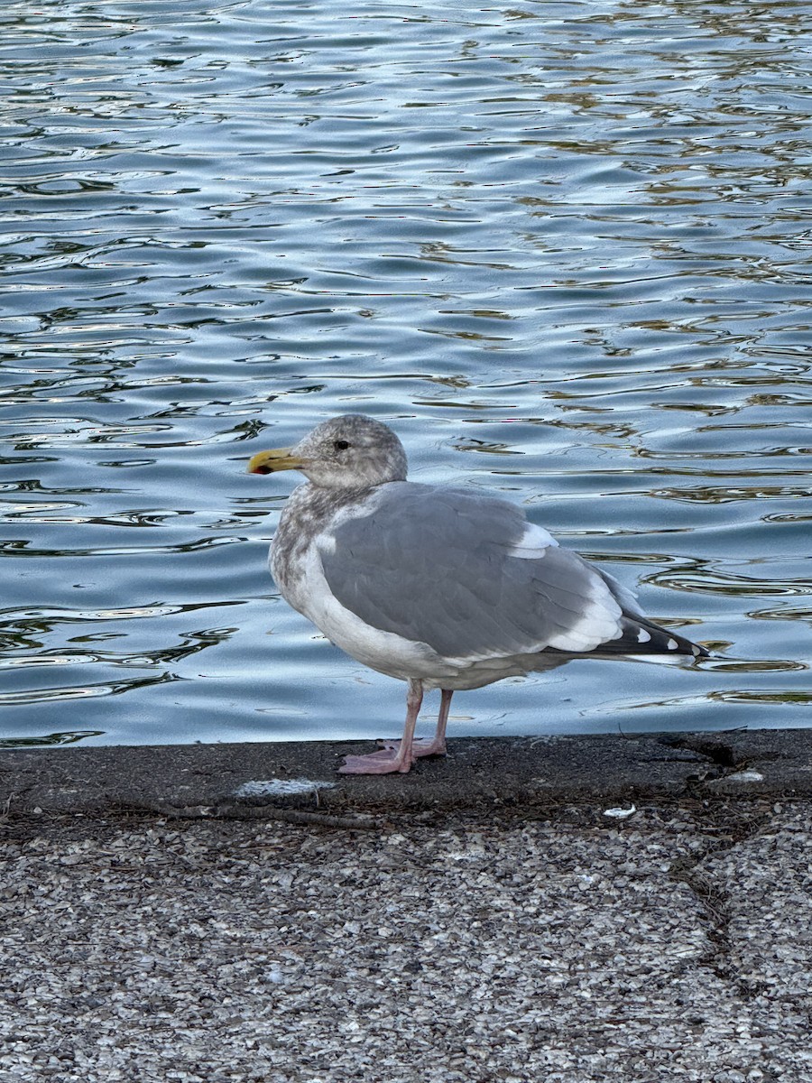 Western x Glaucous-winged Gull (hybrid) - ML646150598