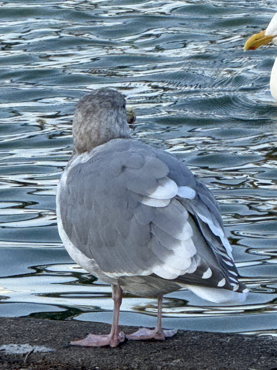 Western x Glaucous-winged Gull (hybrid) - ML646150599