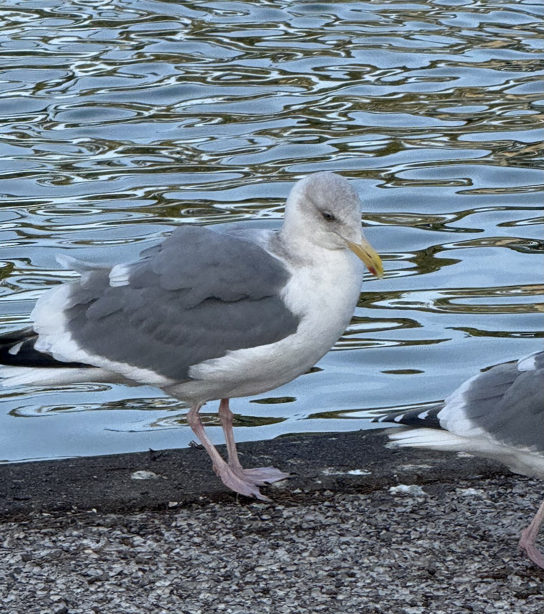 Western x Glaucous-winged Gull (hybrid) - ML646150600