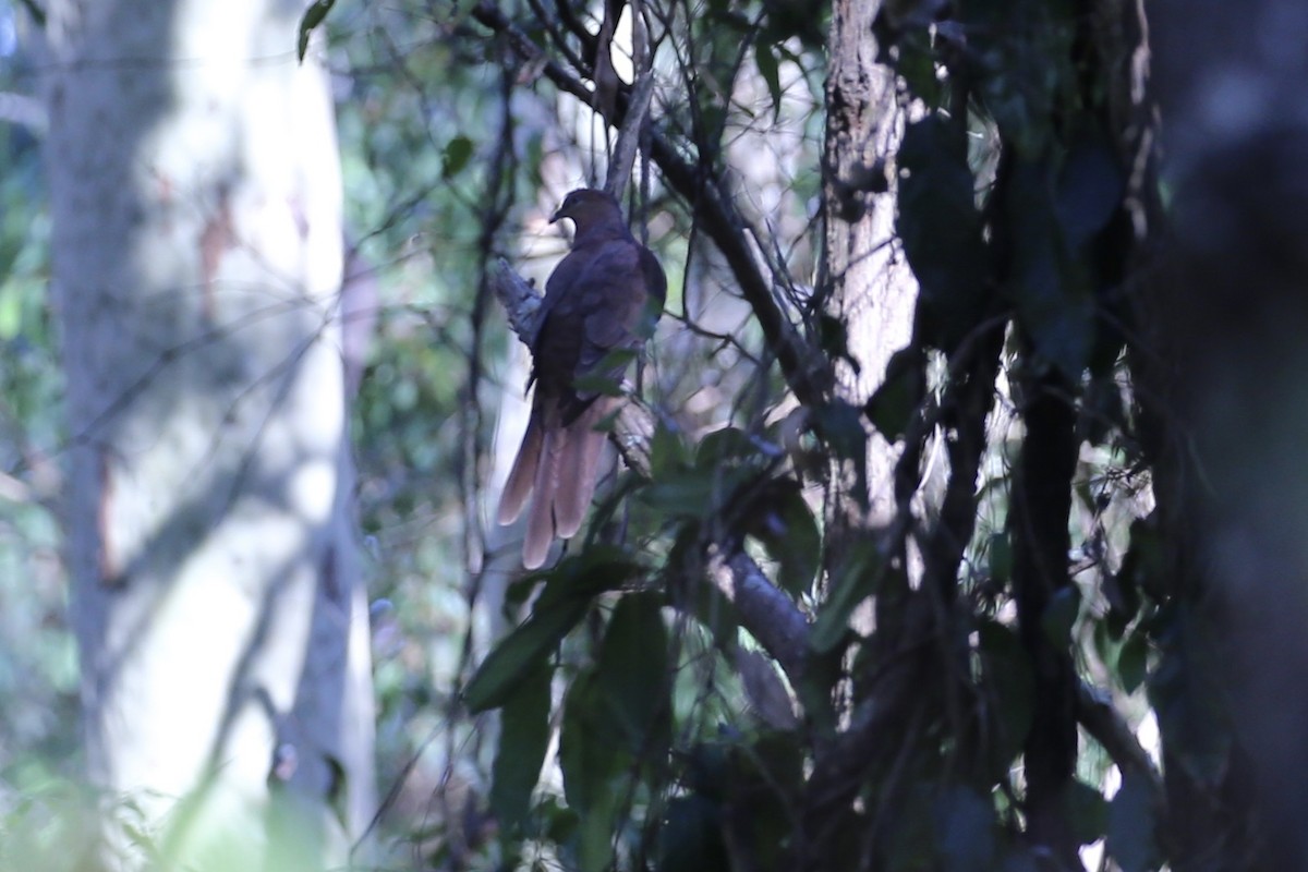 Maronentaube - ML646150607