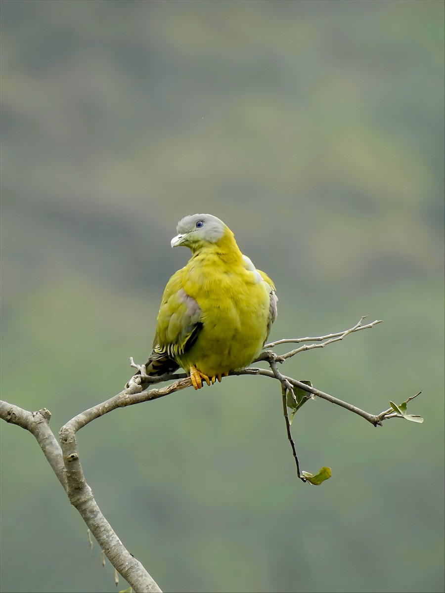 Yellow-footed Green-Pigeon - ML646150613