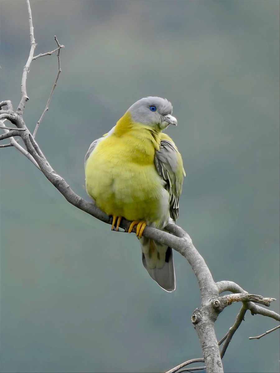 Yellow-footed Green-Pigeon - ML646150614