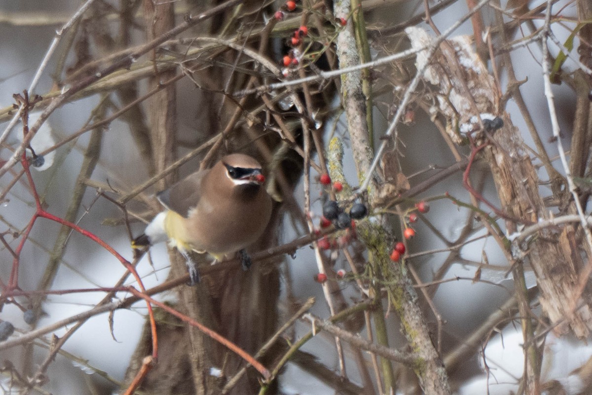 Cedar Waxwing - ML646150617