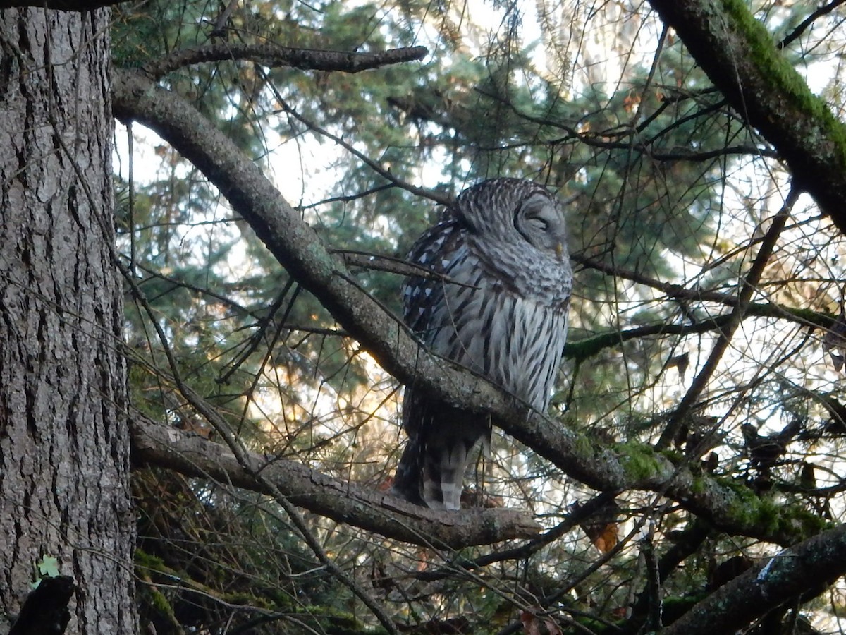 Çizgili Baykuş - ML646150618