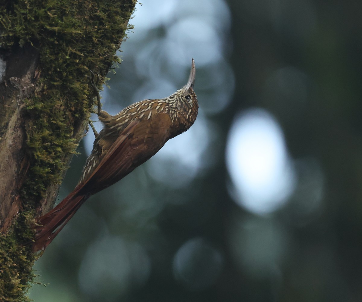 Dağ Tırmaşık - ML646150619