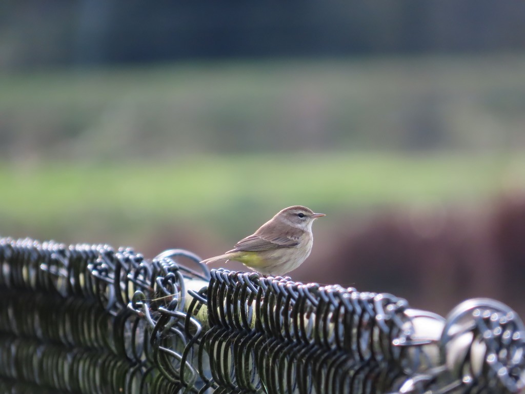 Palm Warbler - ML646150620