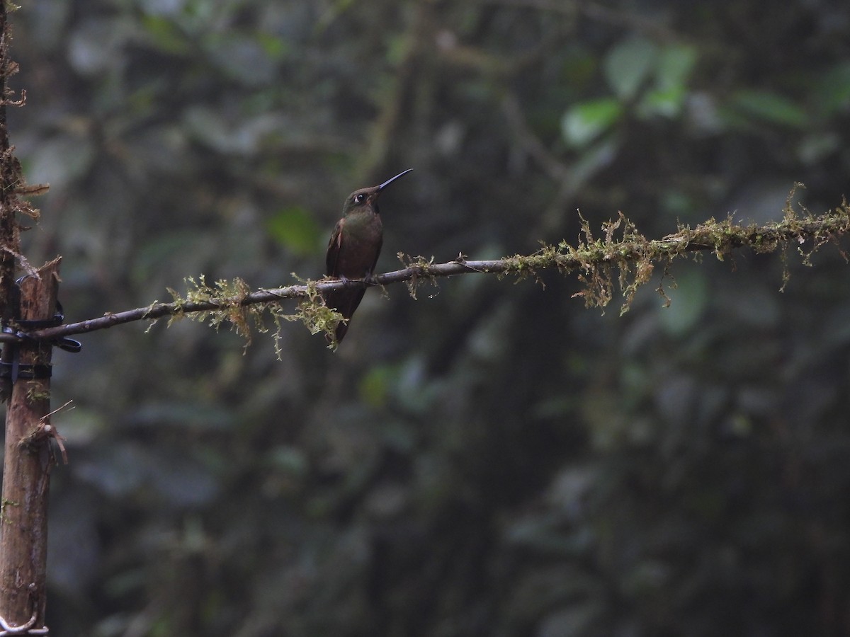 Fawn-breasted Brilliant - ML646150624