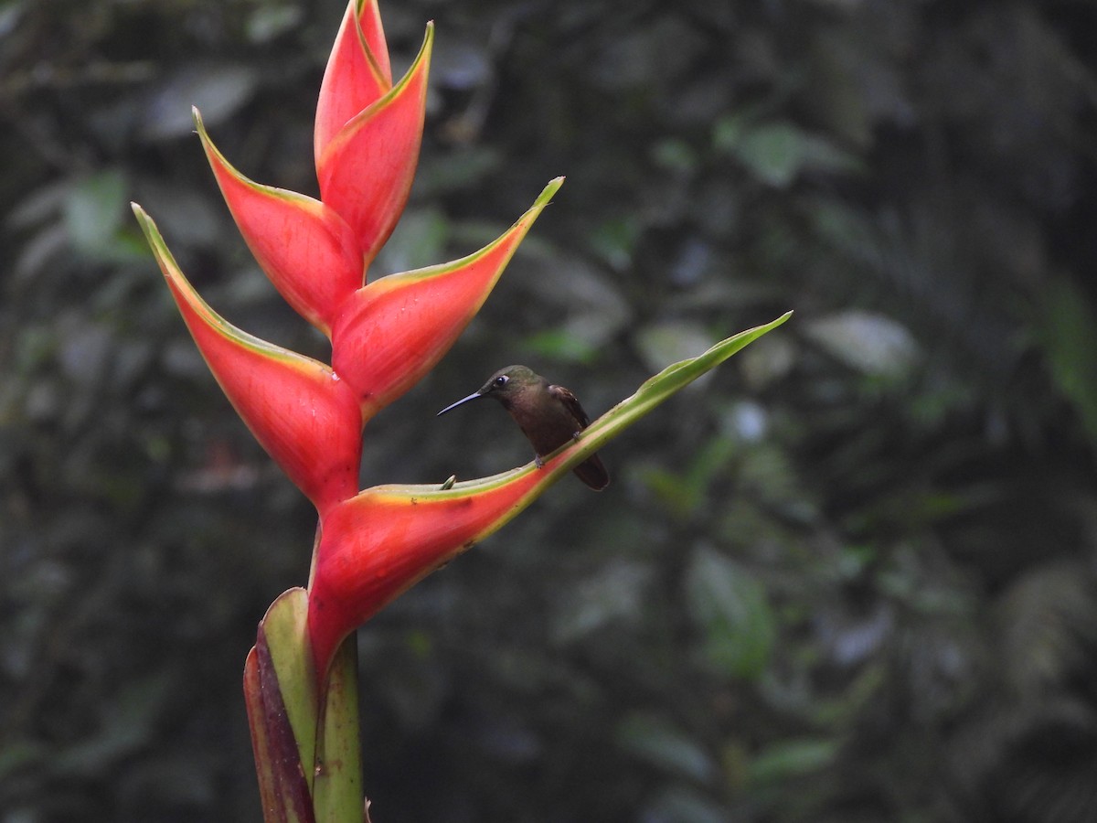 Fawn-breasted Brilliant - ML646150625