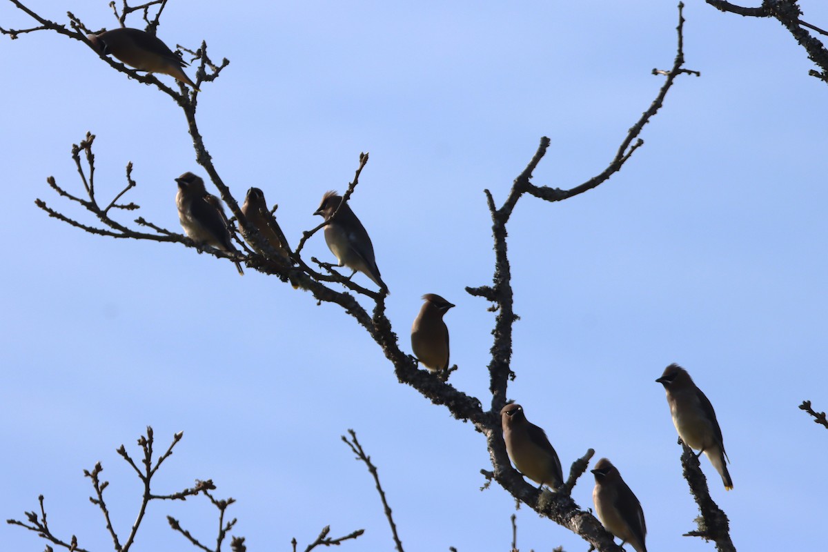 Cedar Waxwing - ML646150627