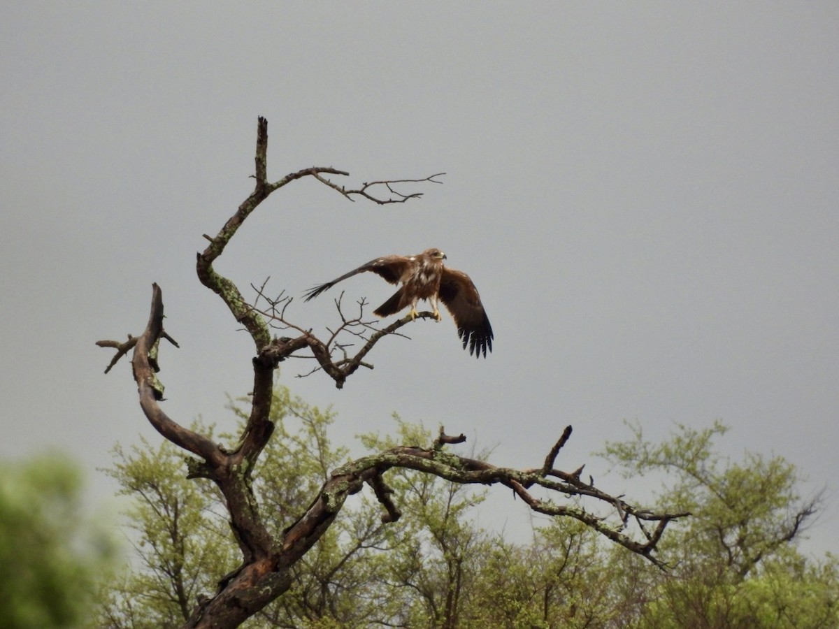 Tawny Eagle - ML646150628