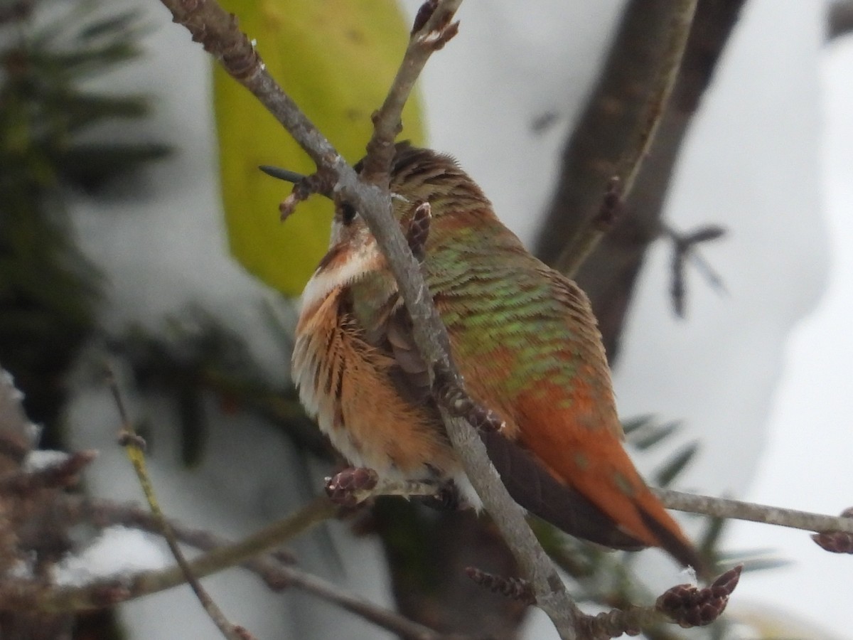 Kızıl Sırtlı Kolibri - ML646150629