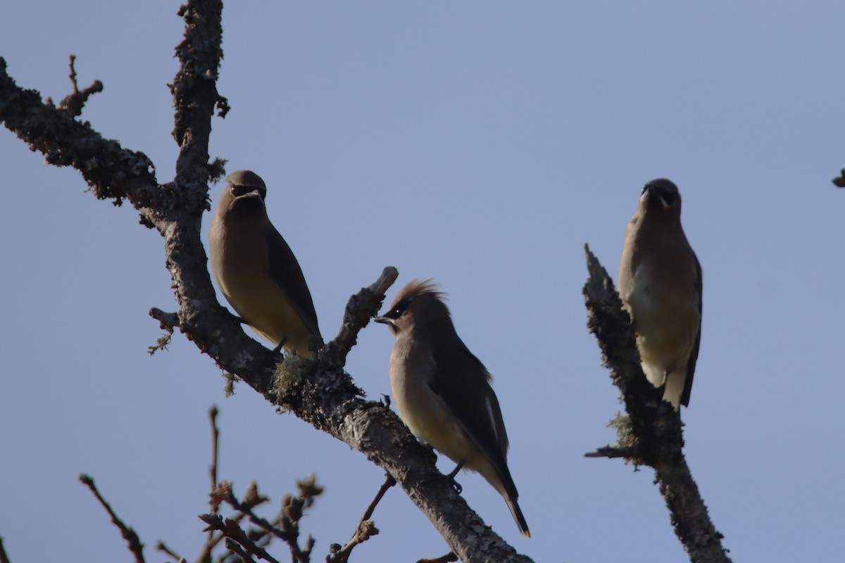 Sedir İpekkuyruğu - ML646150635