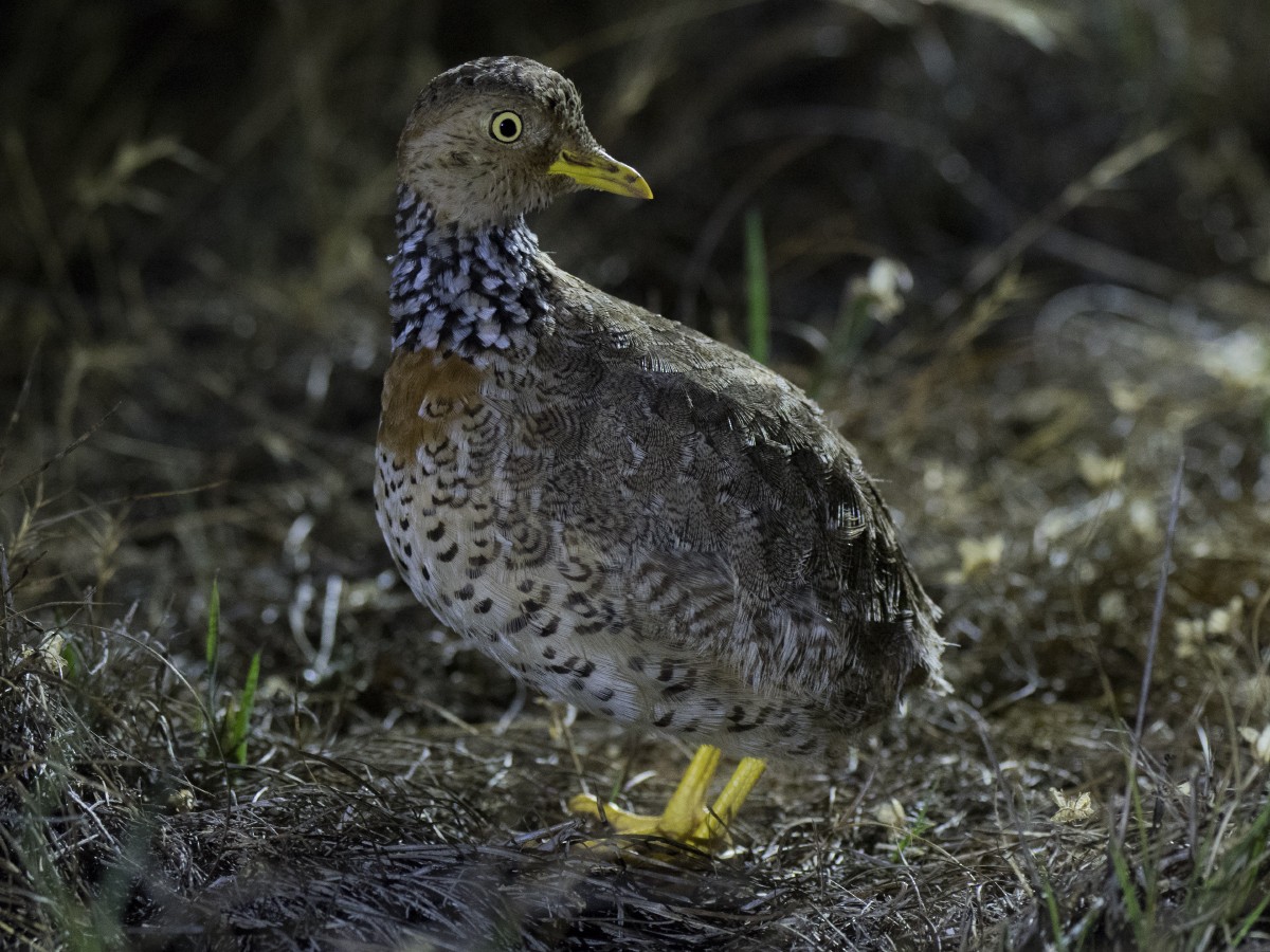 Bıldırcıngöçebesi - ML646150636