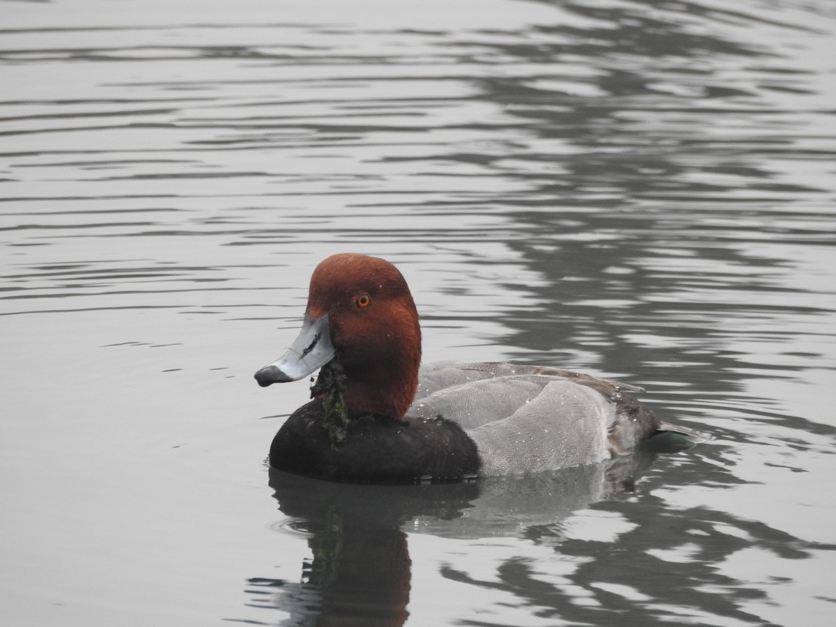 Amerika Elmabaşı - ML646150637