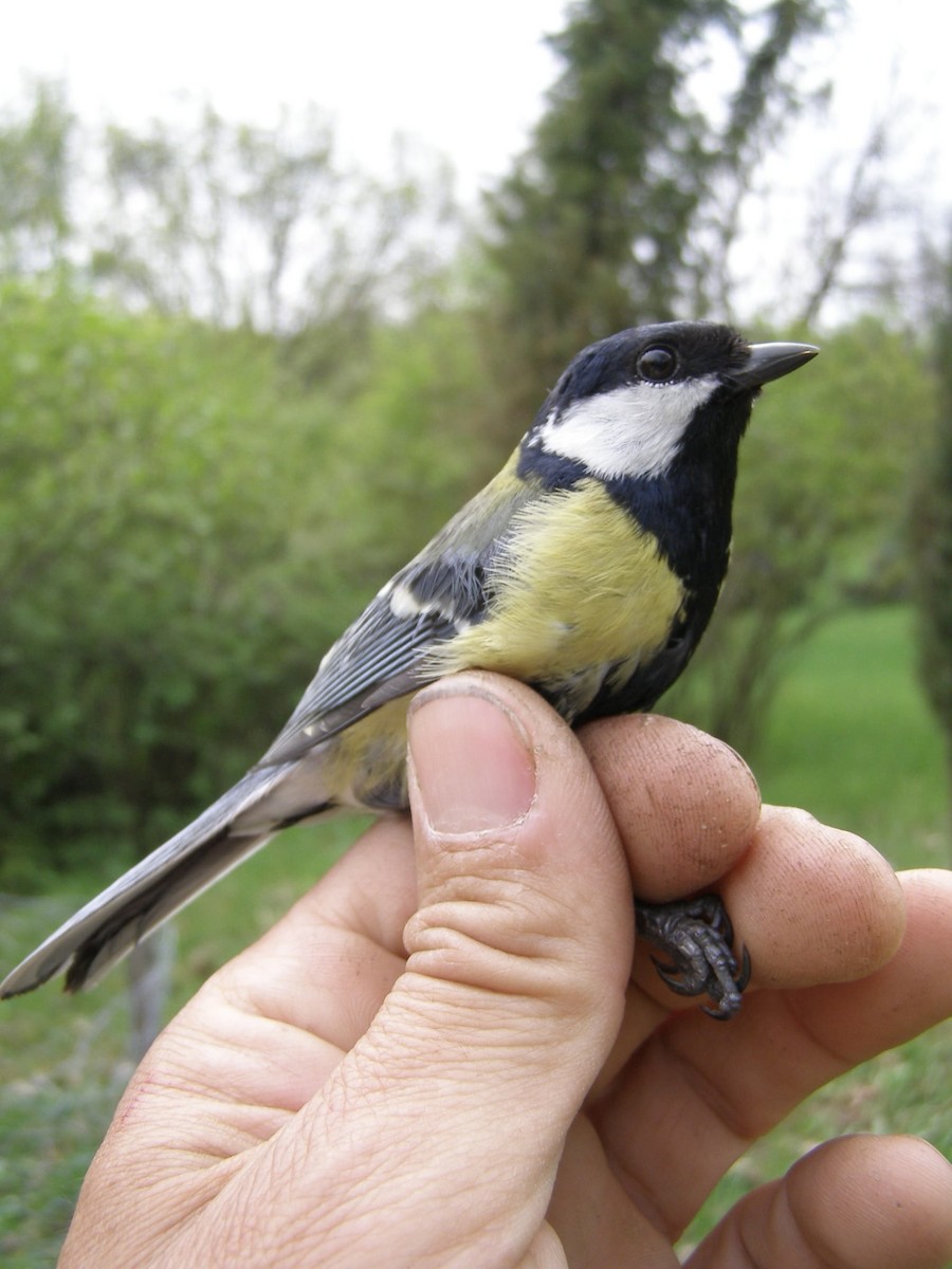 Büyük Baştankara - ML646150639