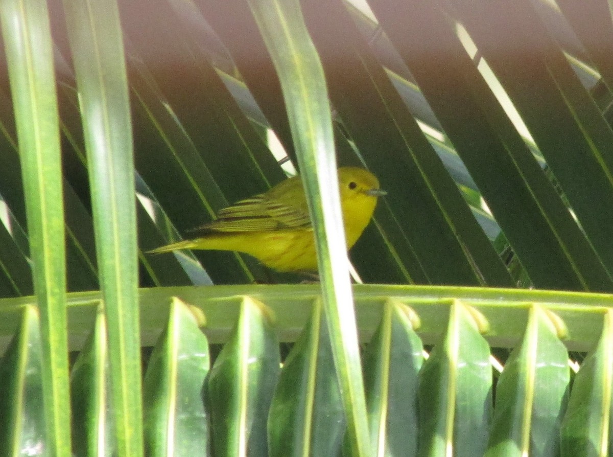 Sarı/Mangrov Sarı Ötleğeni - ML646150640