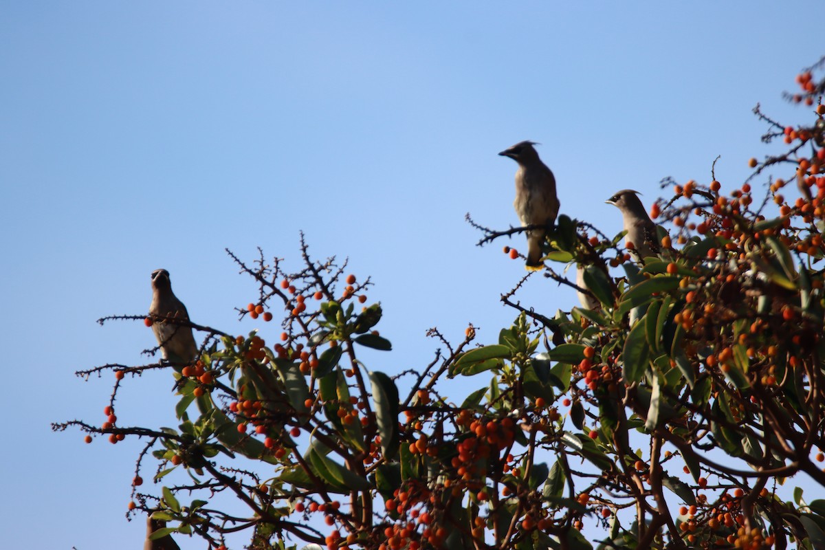 Sedir İpekkuyruğu - ML646150643