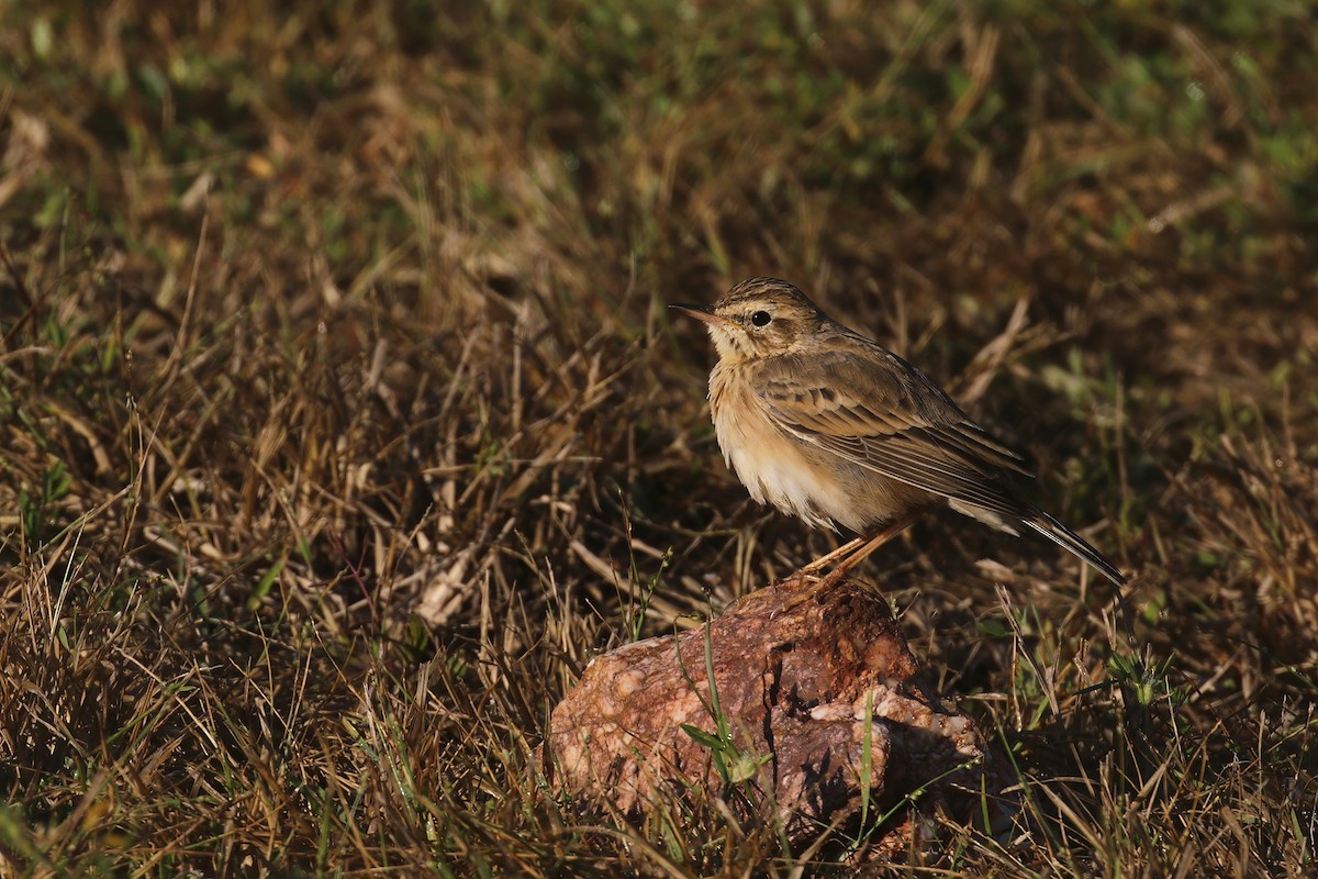 Çeltik İncirkuşu - ML646150644