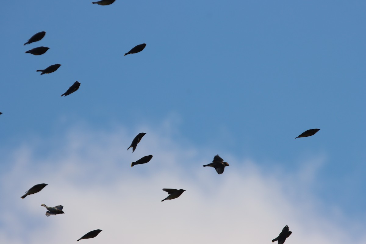 Sedir İpekkuyruğu - ML646150647