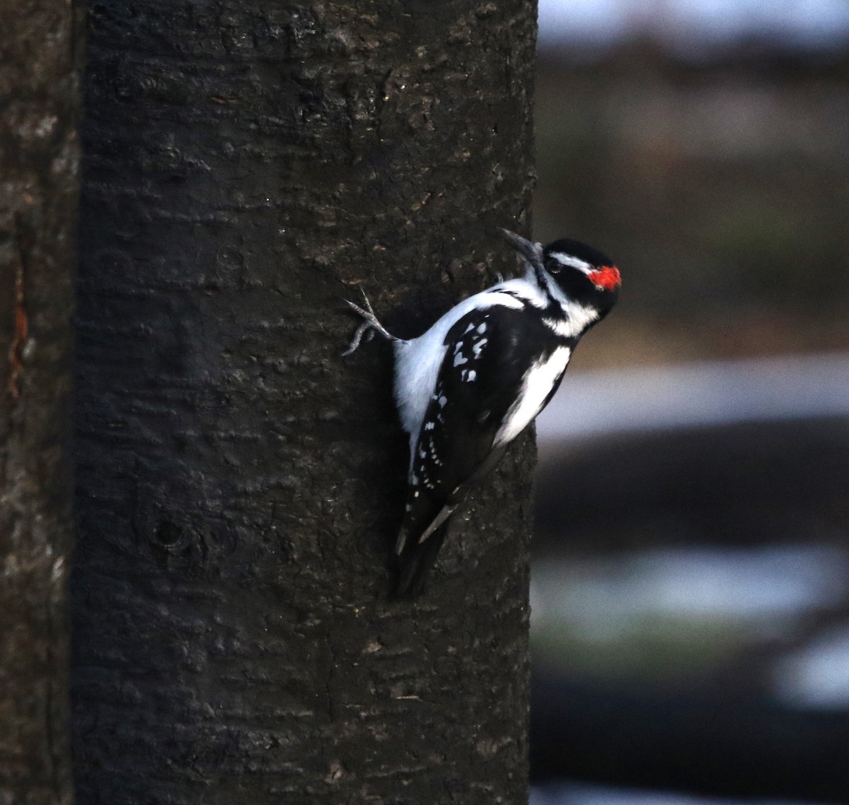 Sert Tüylü Ağaçkakan - ML646150648