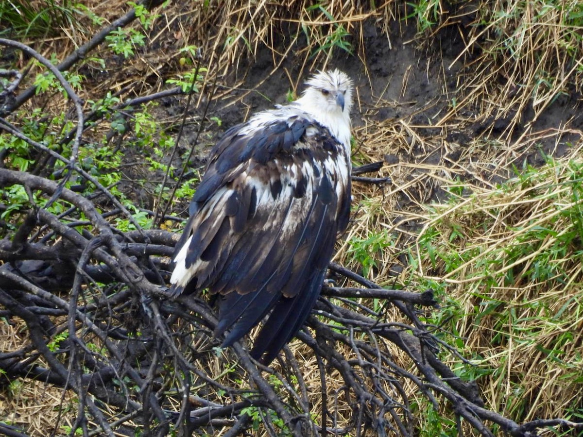 Afrika Balık Kartalı - ML646150649