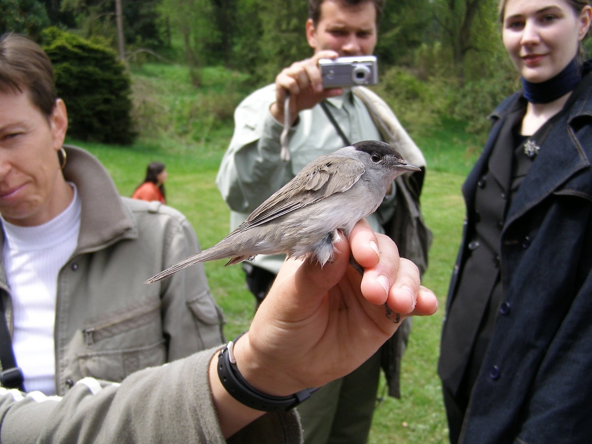 Kara Başlı Ötleğen - ML646150650