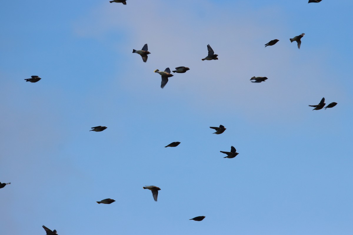 Sedir İpekkuyruğu - ML646150651