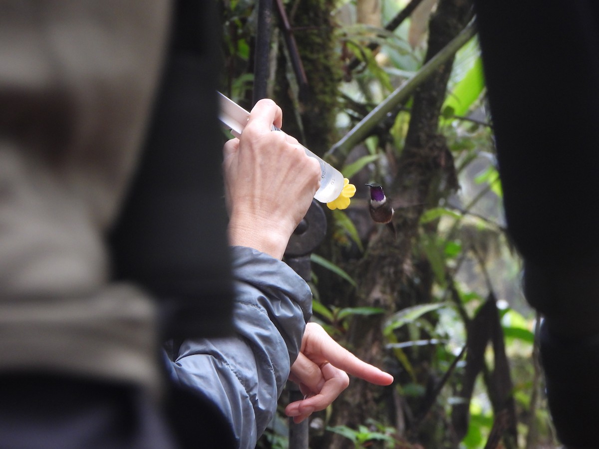 Mor Gerdanlı Ormanyıldızı - ML646150652