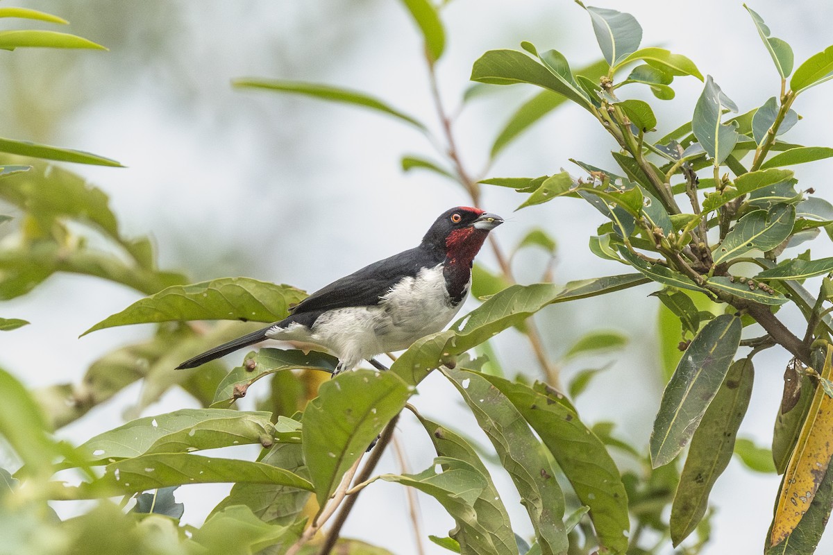 Baer Kardinalı - ML646150653