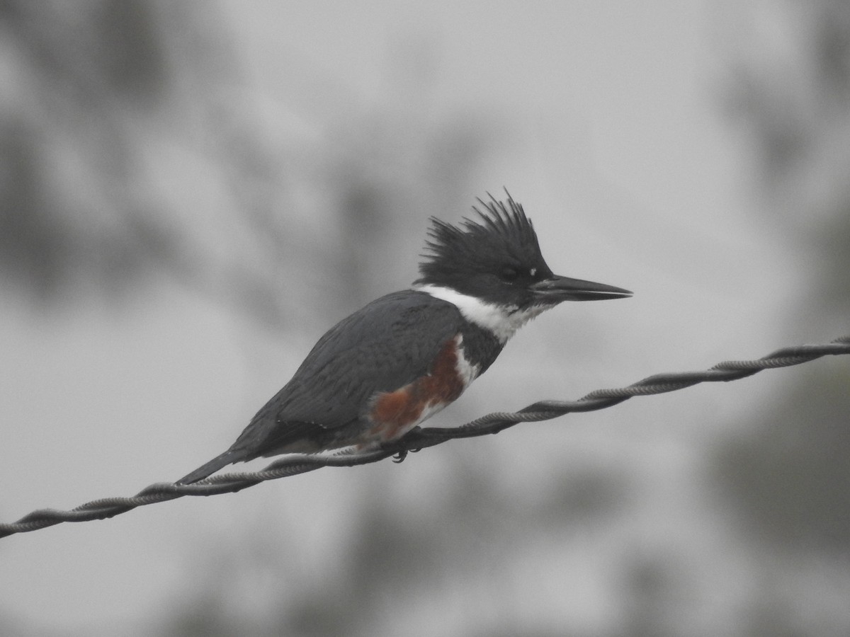 Kuşaklı Yalıçapkını - ML646150654