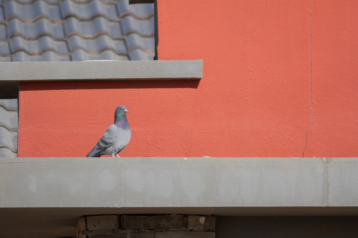 Kaya Güvercini (evcil tip) - ML646150657