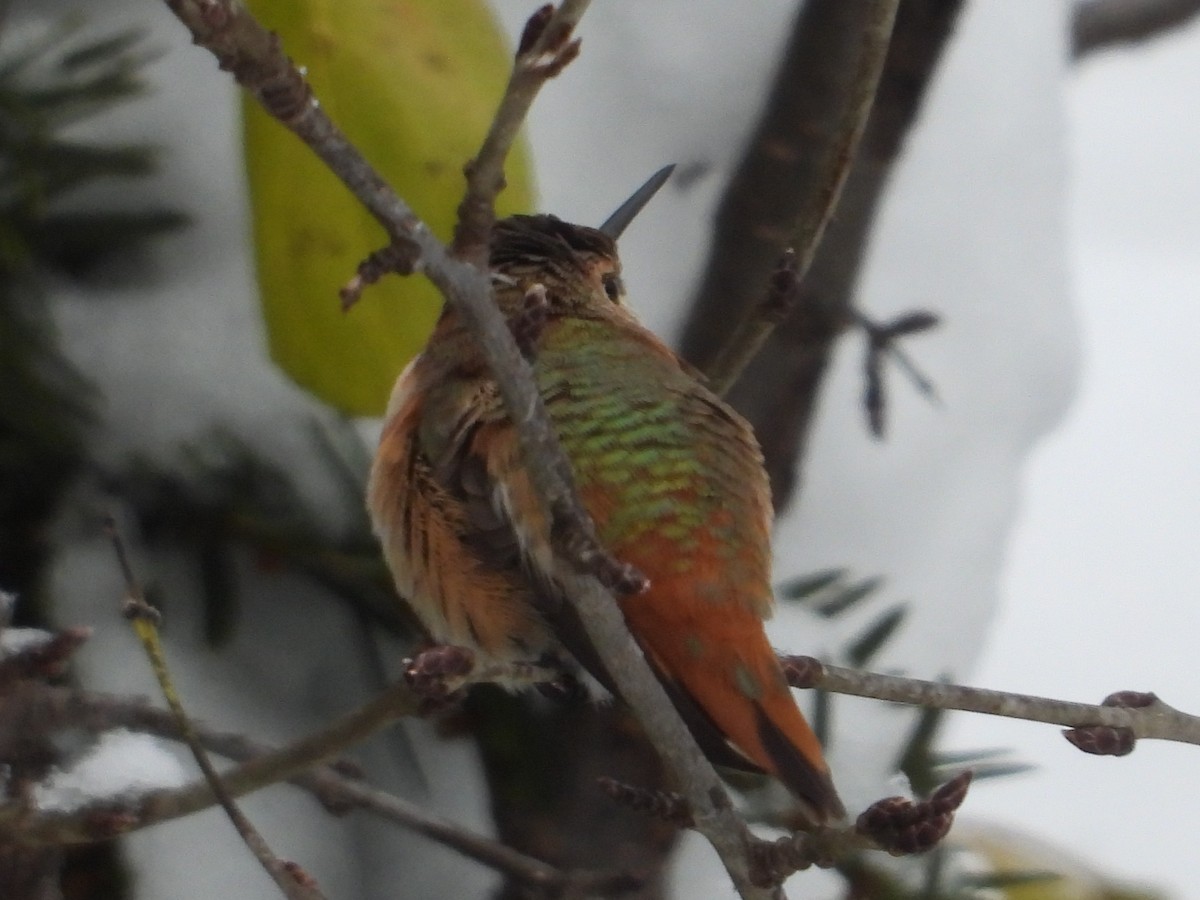 Kızıl Sırtlı Kolibri - ML646150658