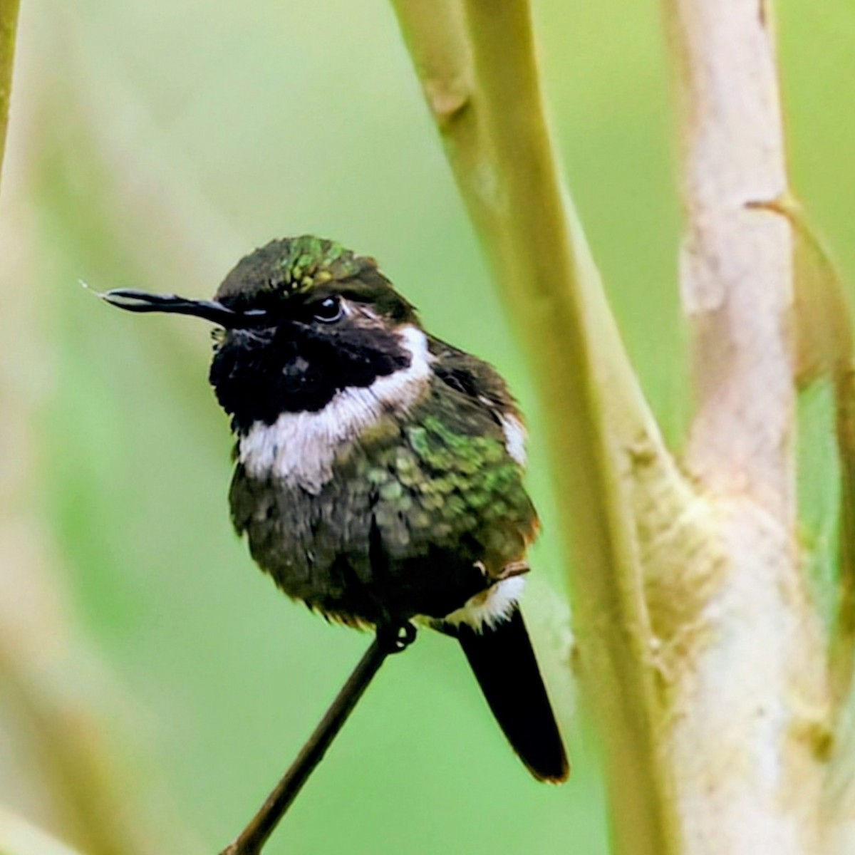 Mor Gerdanlı Ormanyıldızı - ML646150659