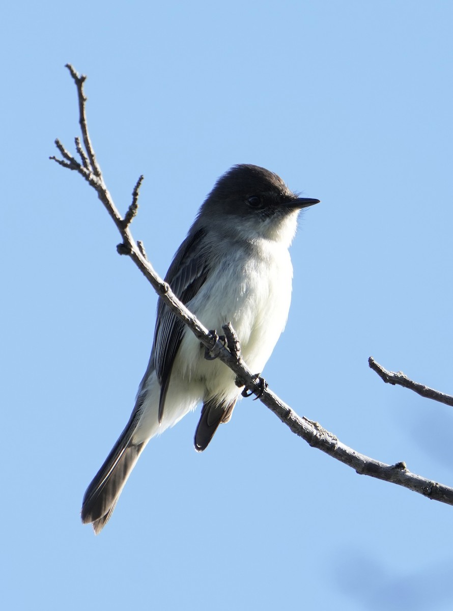 Eastern Phoebe - ML646150662