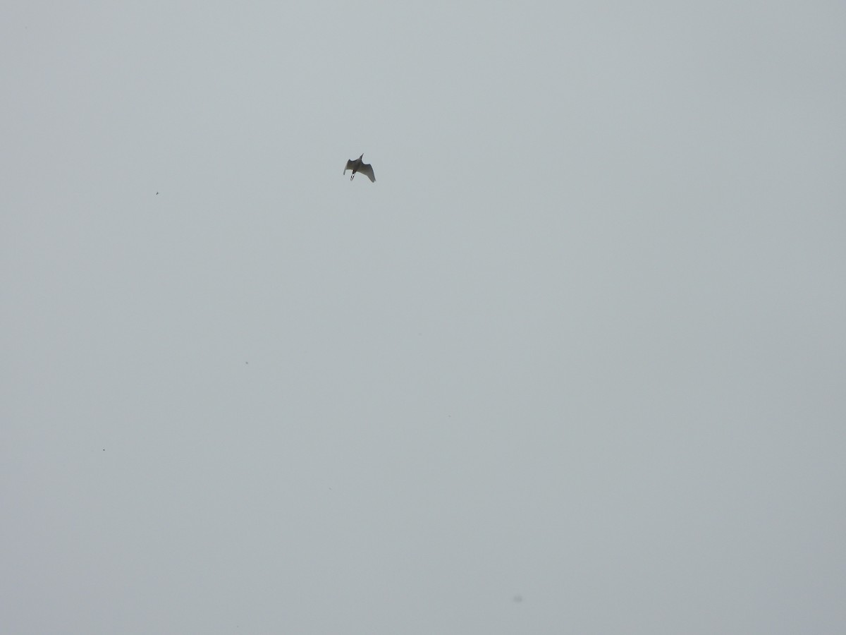 Sığır Balıkçılı - ML646150663