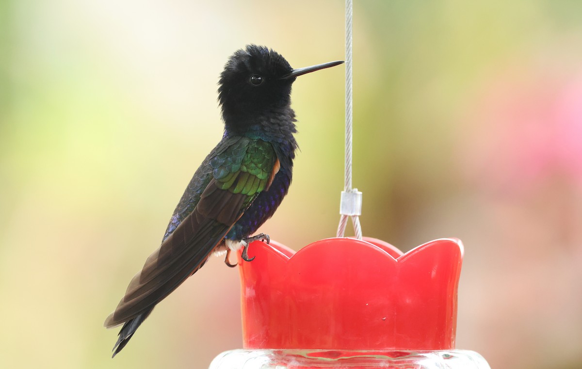 Sümbül Rengi Koronet - ML646150664