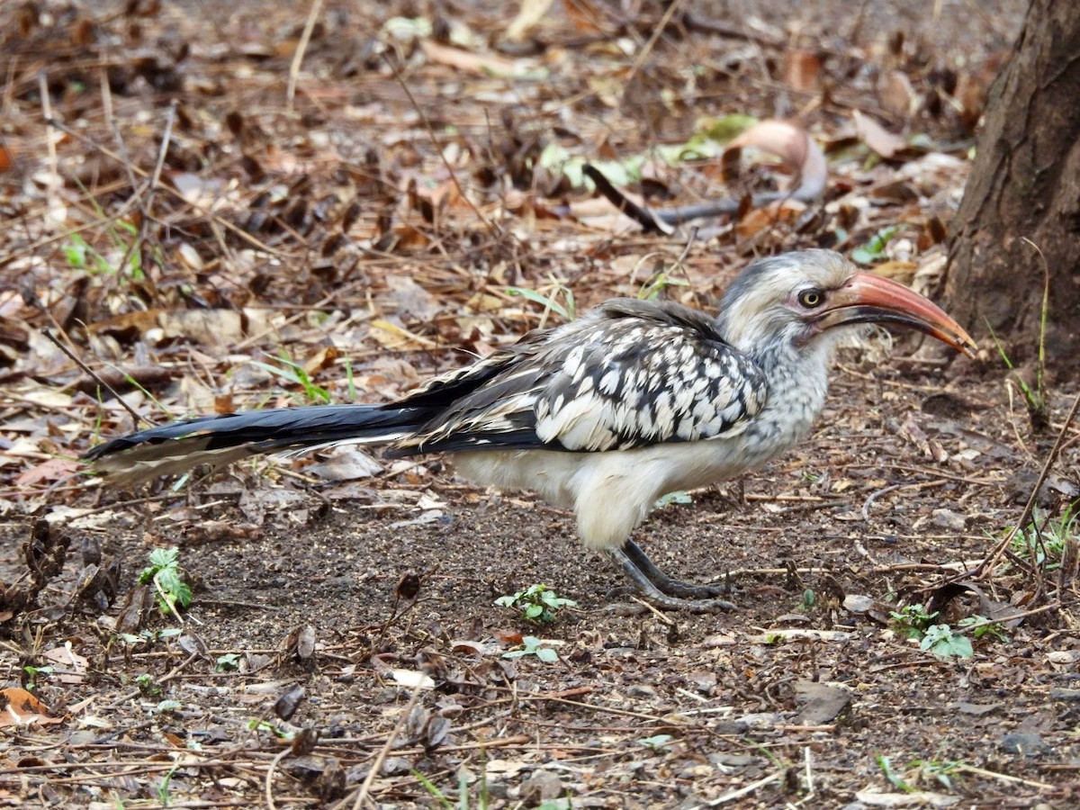 Güneyli Kırmızı Gagalı Boynuzgaga - ML646150665