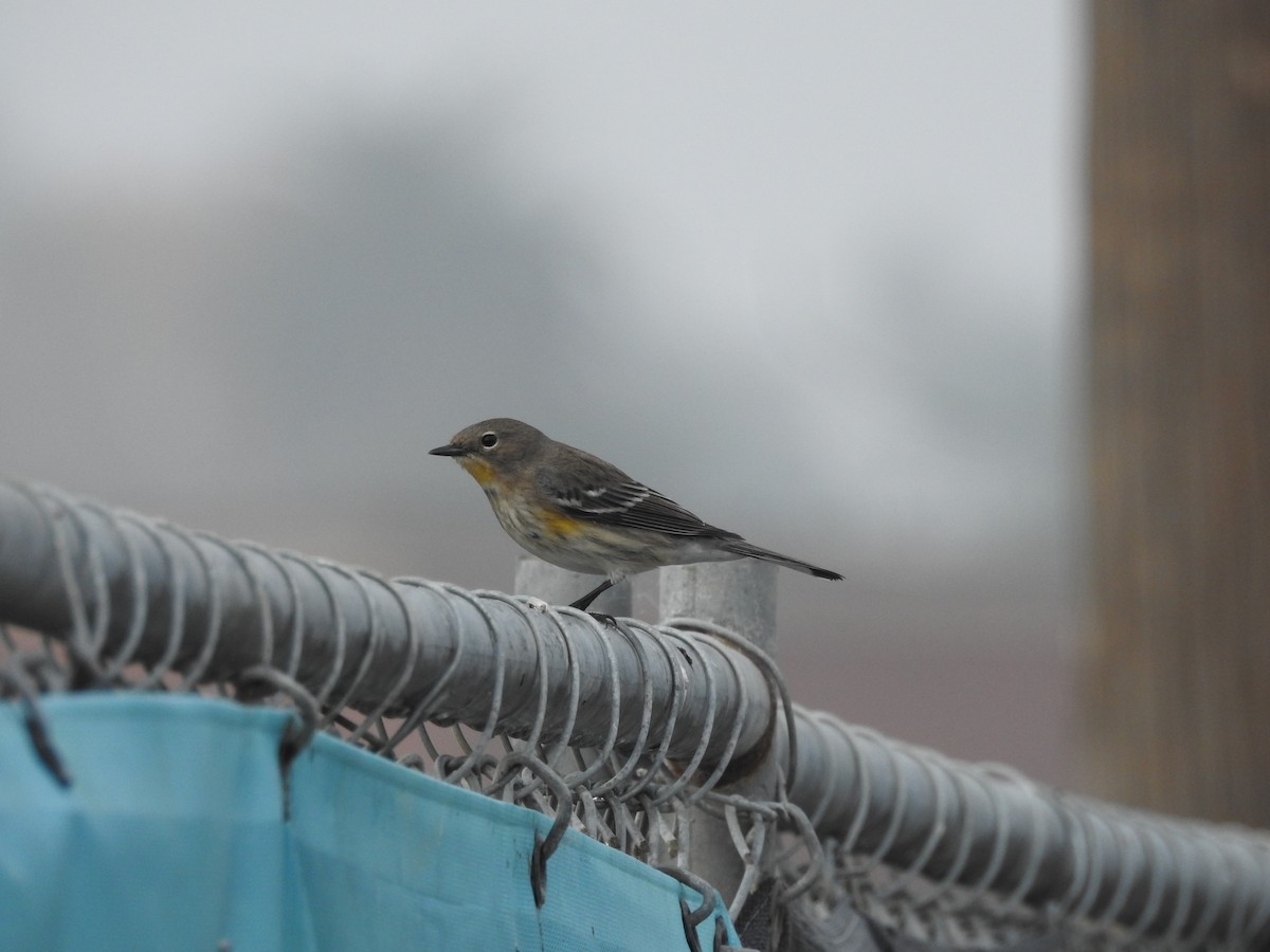 Taçlı Ötleğen - ML646150666