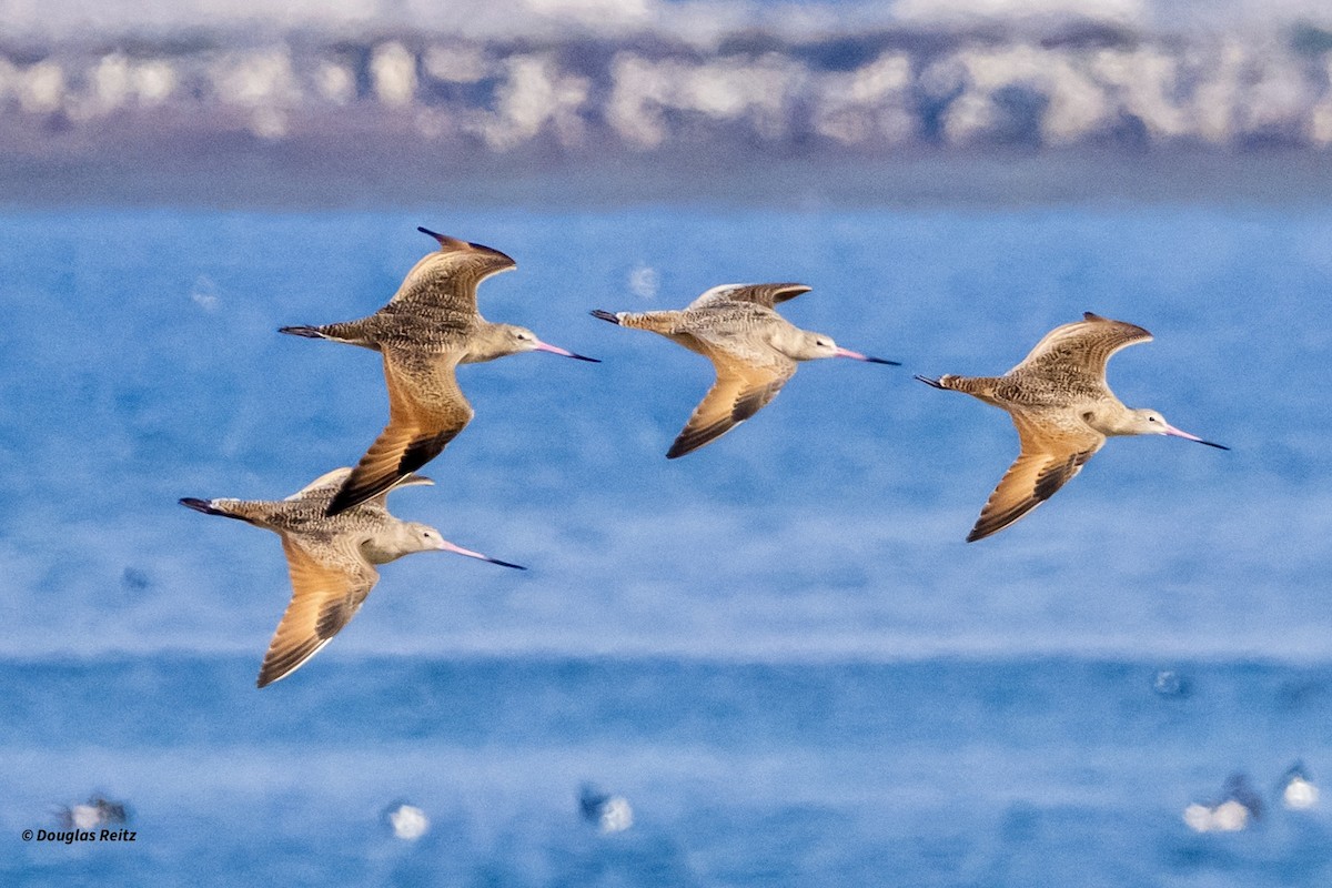 Ebruli Çamurçulluğu - ML646150667