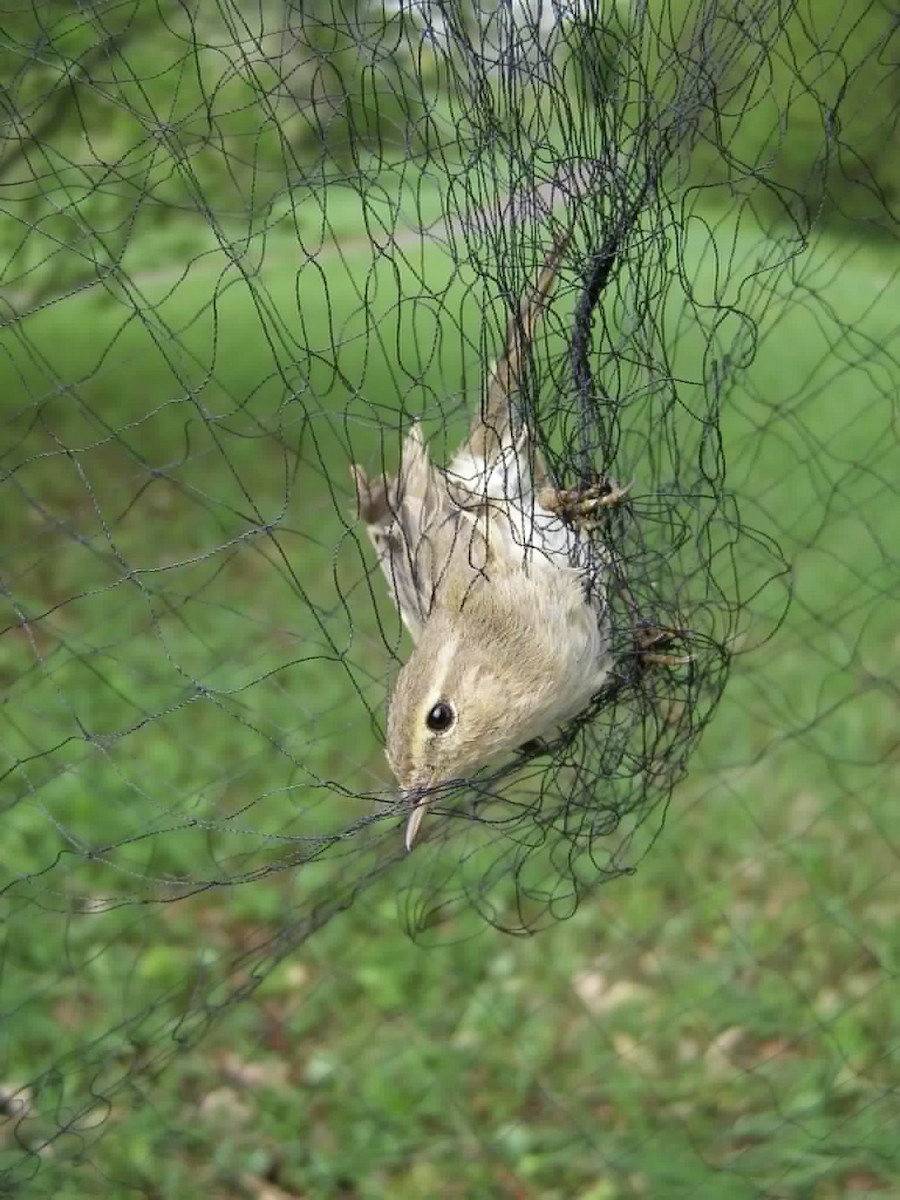 Çıvgın - ML646150668