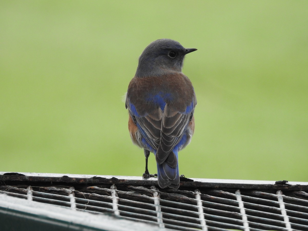 Batılı Mavi Ardıç - ML646150671