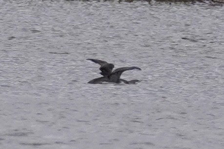 Kızıl Gerdanlı Dalgıç - ML646150672