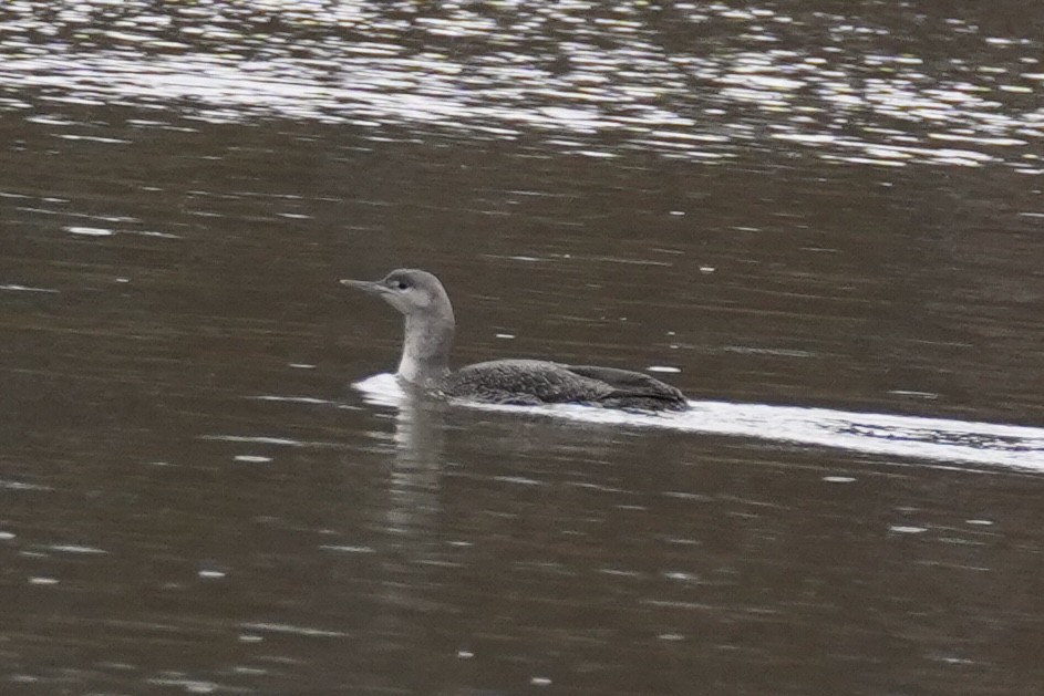 Kızıl Gerdanlı Dalgıç - ML646150673