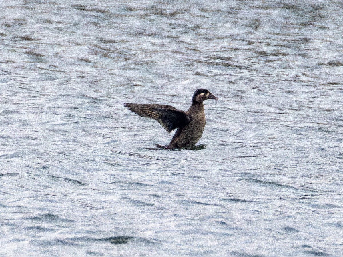 Surf Scoter - ML646150674