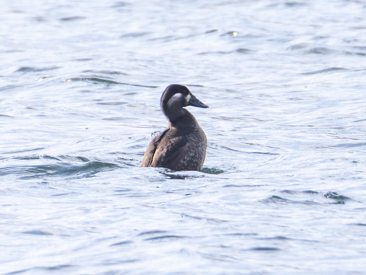 Surf Scoter - ML646150675