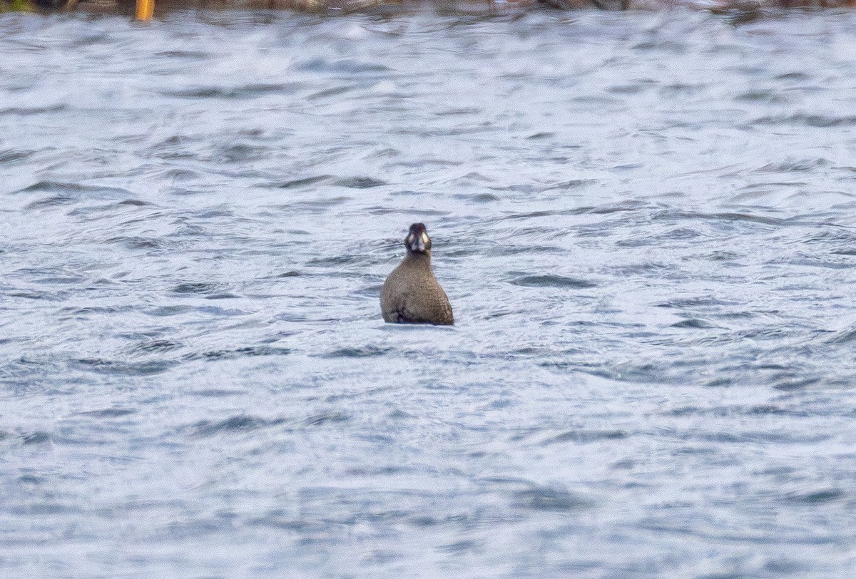 Surf Scoter - ML646150676