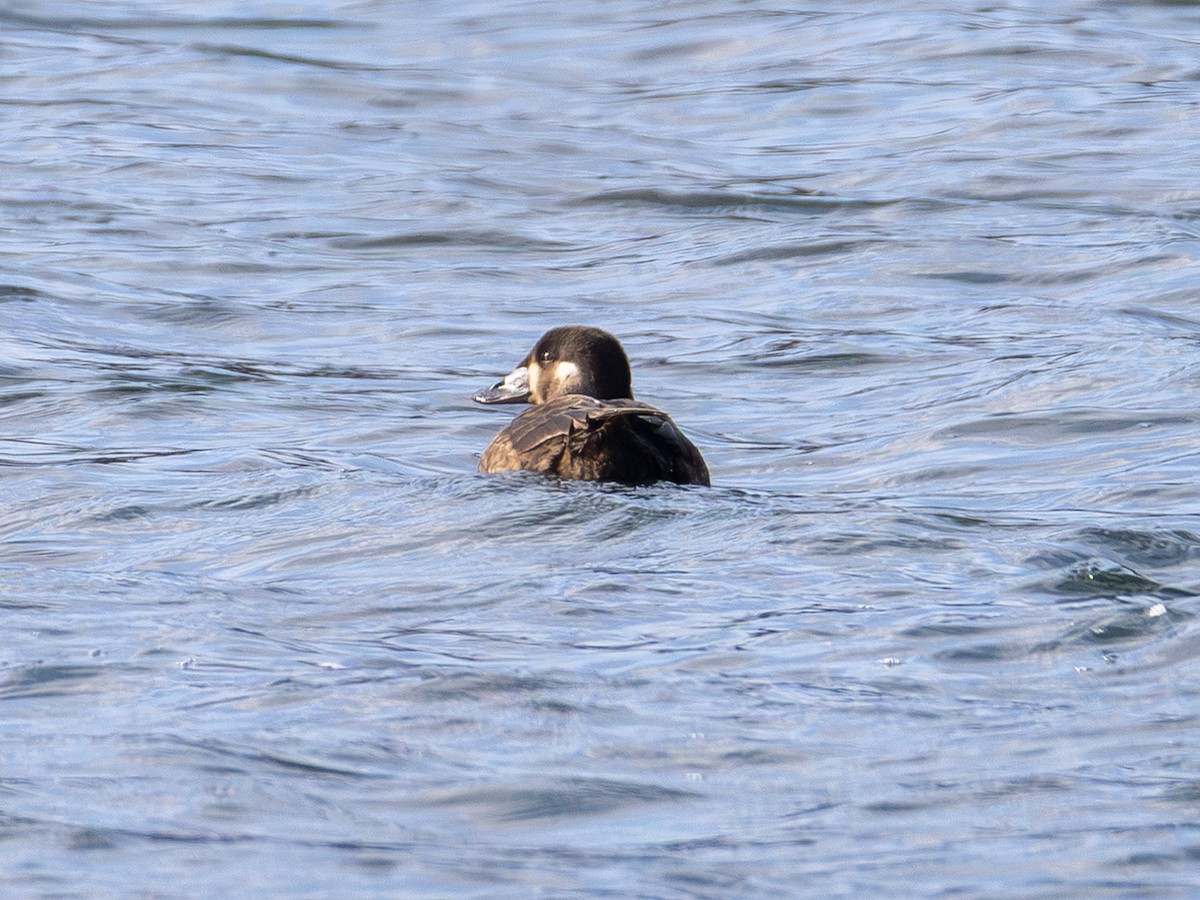 Surf Scoter - ML646150677