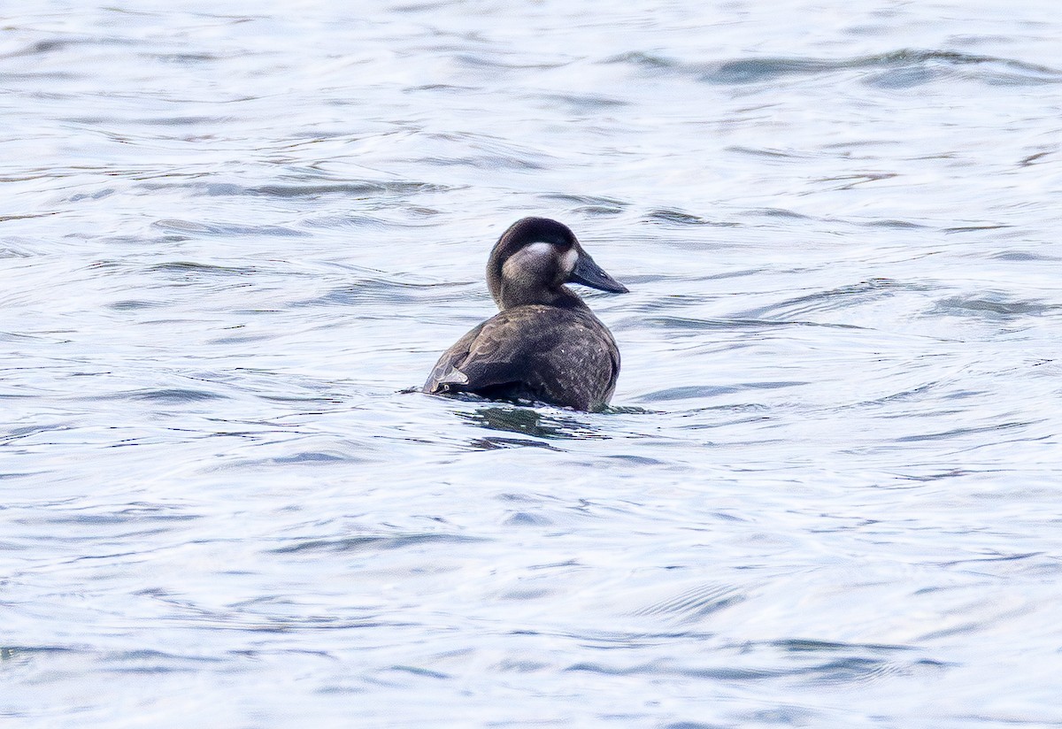 Surf Scoter - ML646150678