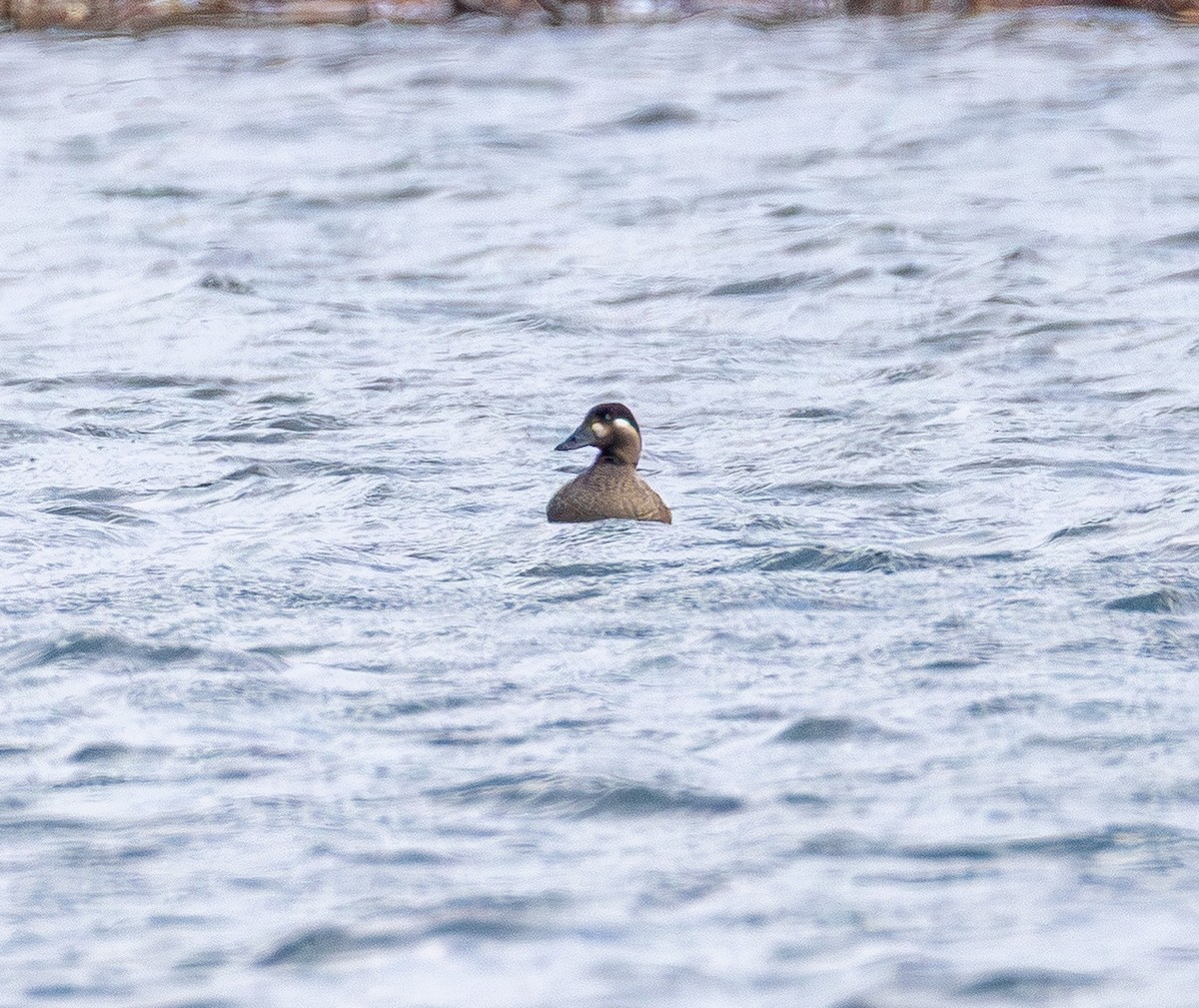 Surf Scoter - ML646150679