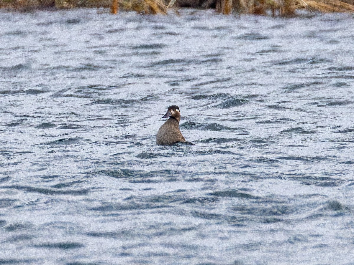 Surf Scoter - ML646150680